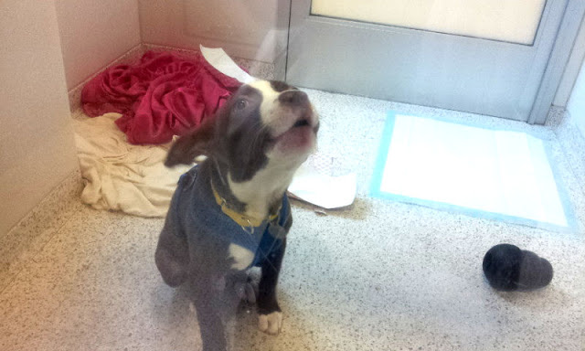 #HappyHOWLidays to all animals! Visit to my local ASPCA Shelter in NYC