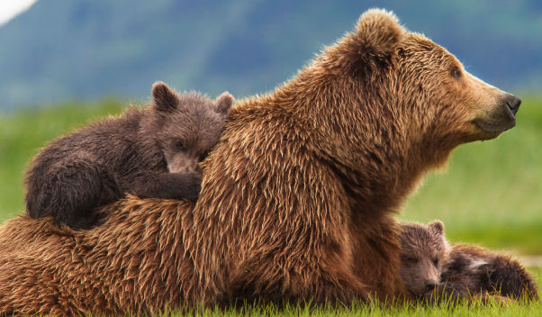 Sneak Peak: Disneynature Bears: In theaters April 18